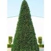 The Christmas Palace 20 FT OLYMPIA TREE PRELIT WARM WHITE LED