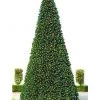 The Christmas Palace CHRISTMAS TREES 24 FT OLYMPIA TREE PRELIT WARM WHITE LED
