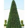 The Christmas Palace 40 FT OLYMPIA TREE PRELIT WARM WHITE LED CHRISTMAS TREES