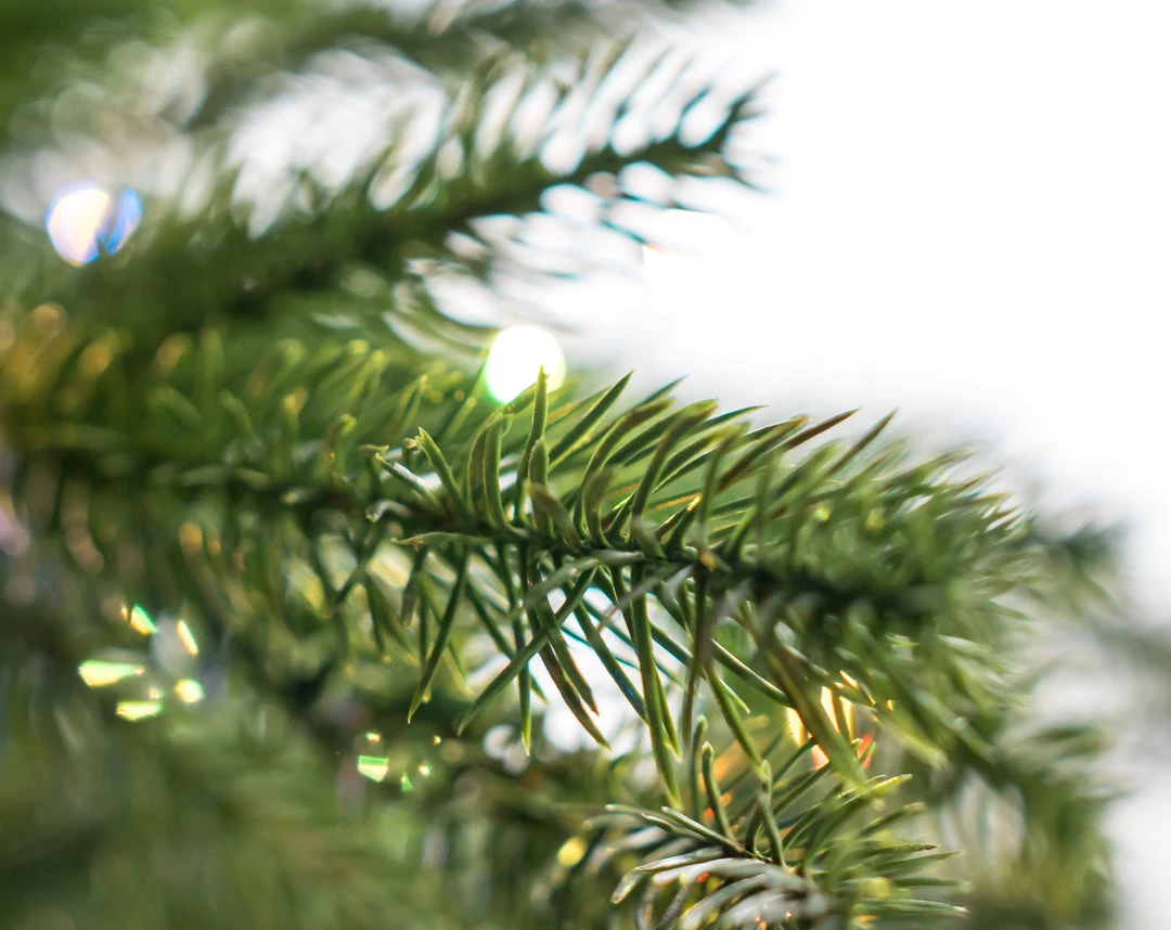 The Christmas Palace Gilded Elegance 12 FT RUSSIAN FIR SLIM PRE LIT CLEAR & MULTI COLOR LED LIGHTS 4 The Christmas Palace Gilded Elegance 12 FT RUSSIAN FIR SLIM PRE LIT CLEAR & MULTI COLOR LED LIGHTS